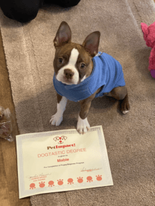 Boston Terrier puppy in blue shirt, sitting with