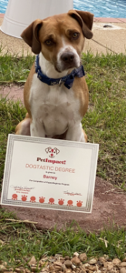 Dog sitting on grass with a certificate that reads