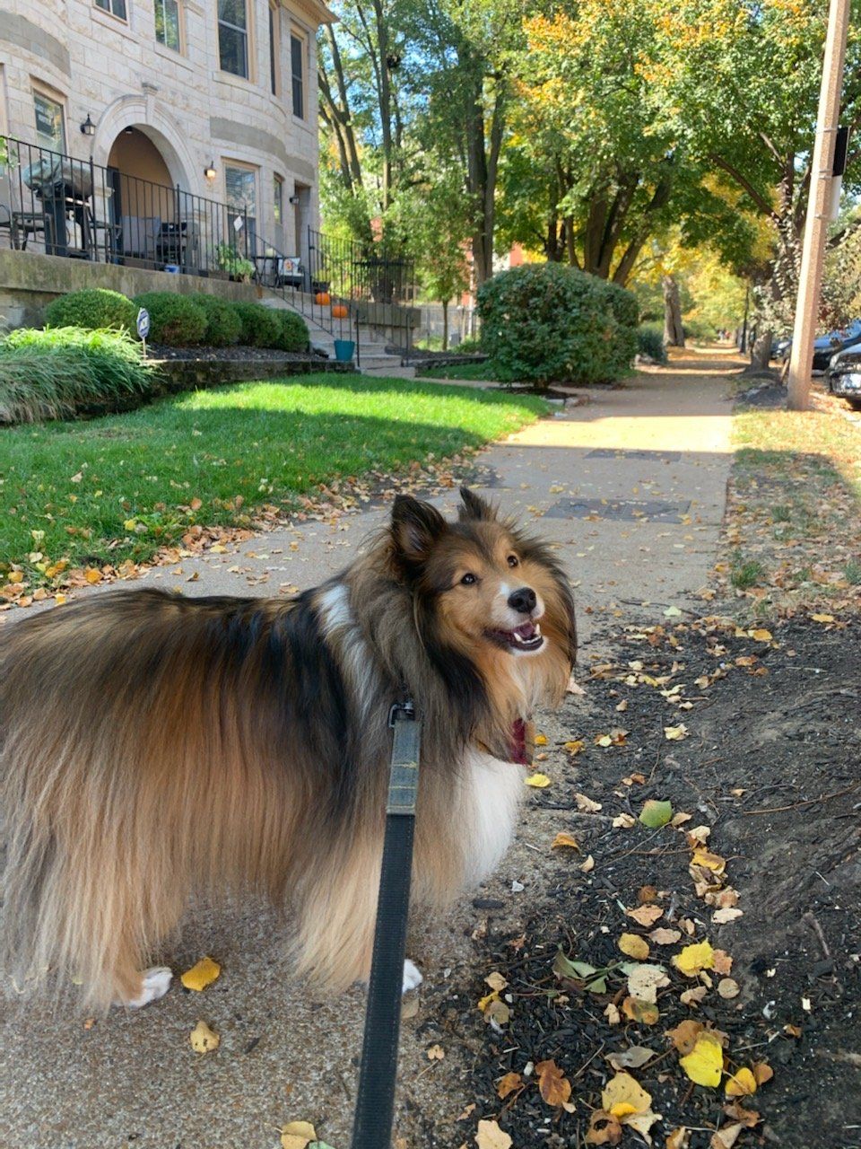 Shetland sheepdog on a leash, smiling, standing on a sidewalk with fall leaves. Large stone house in the background.