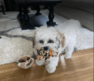 White dog holding a stuffed animal toy in its mouth, standing on hardwood floor, another toy nearby.