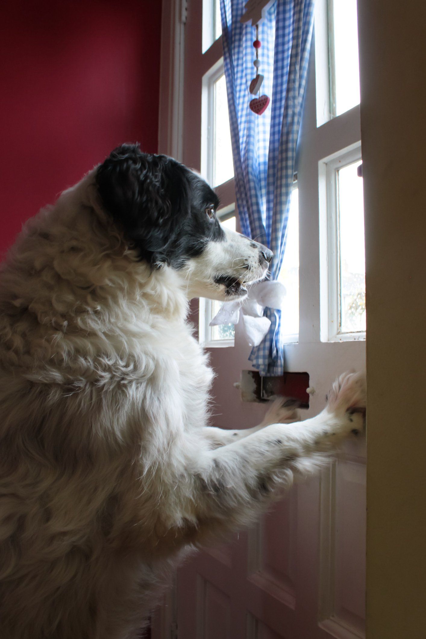 Large white and black dog standing on hind legs, paws on a white door, looking through the window.
