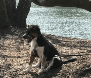 Dog with black, white, and brown fur sitting near a body of water with its tongue out.