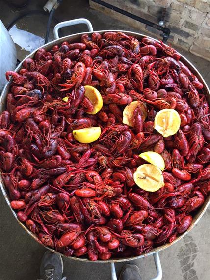 Shrimps