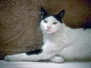 Black and White Cat