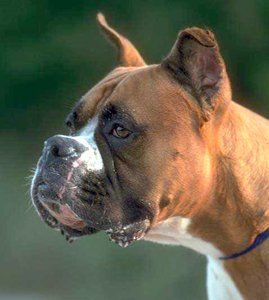 Boxer