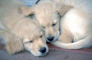 Puppies