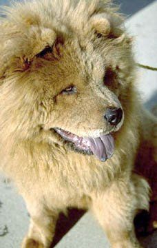 Fluffy Dog Fluffy Dog