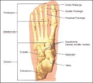 Foot diagram Podiatry clinic - Chadwell Heath, Romford - Foot Health Chiropodist & Podiatrist