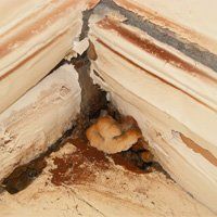 Dry rot fungus fruiting body