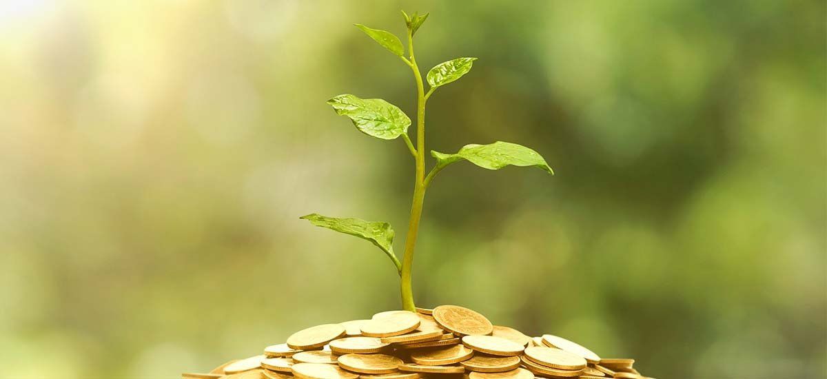 Green shoot growing out of coins