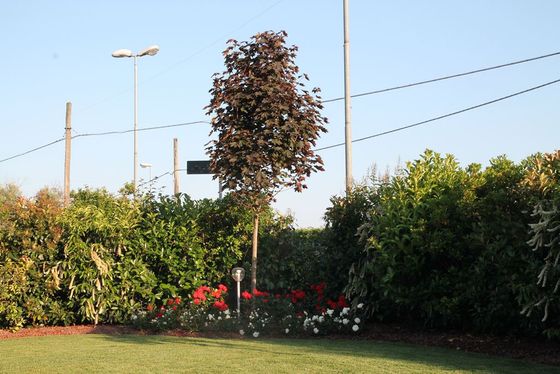 aiuola con albero in giardino interno di una villa