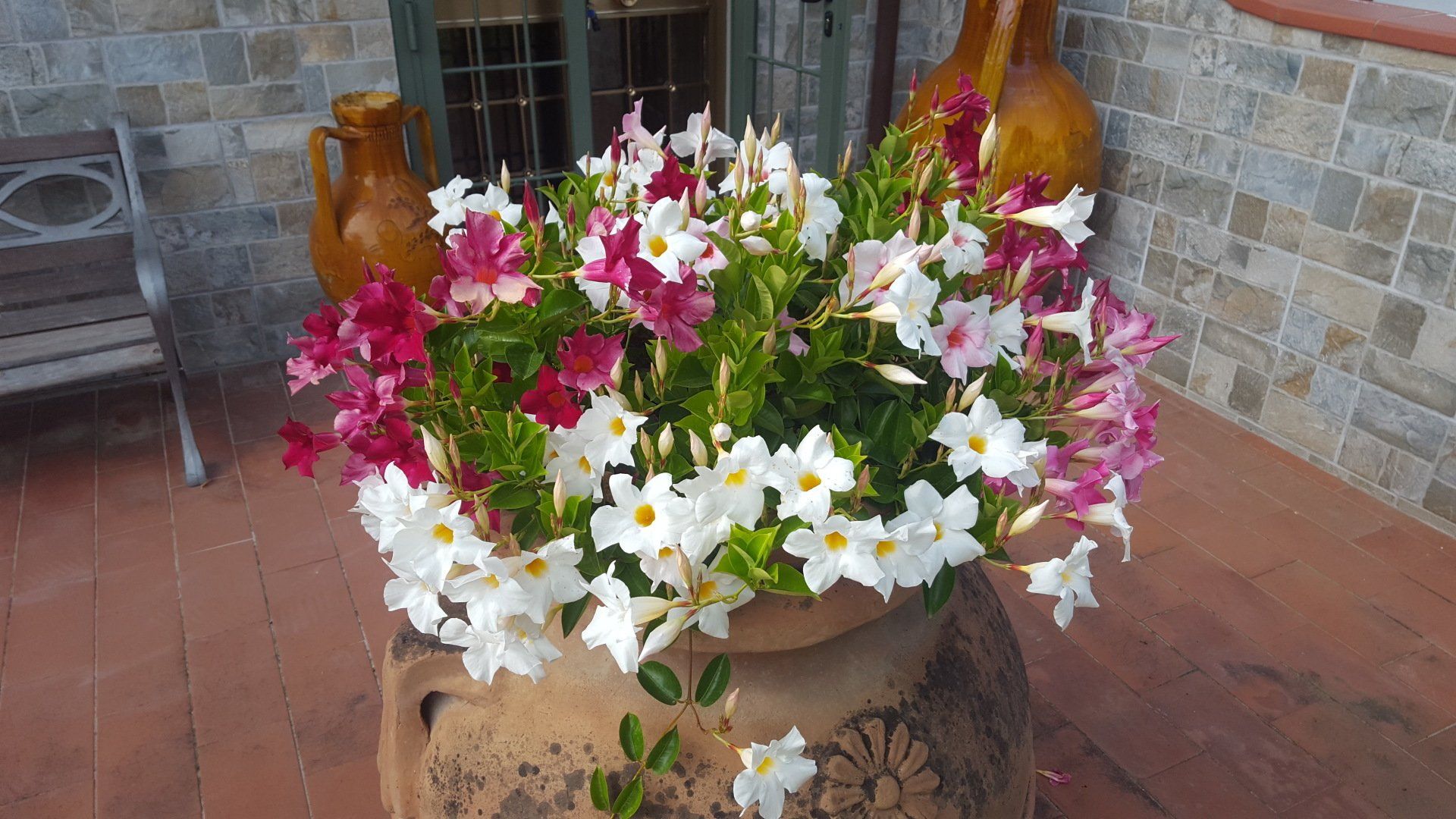 fiori colorati in una anfora