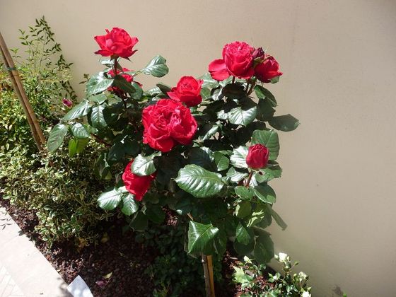 aiuola con rose rosse