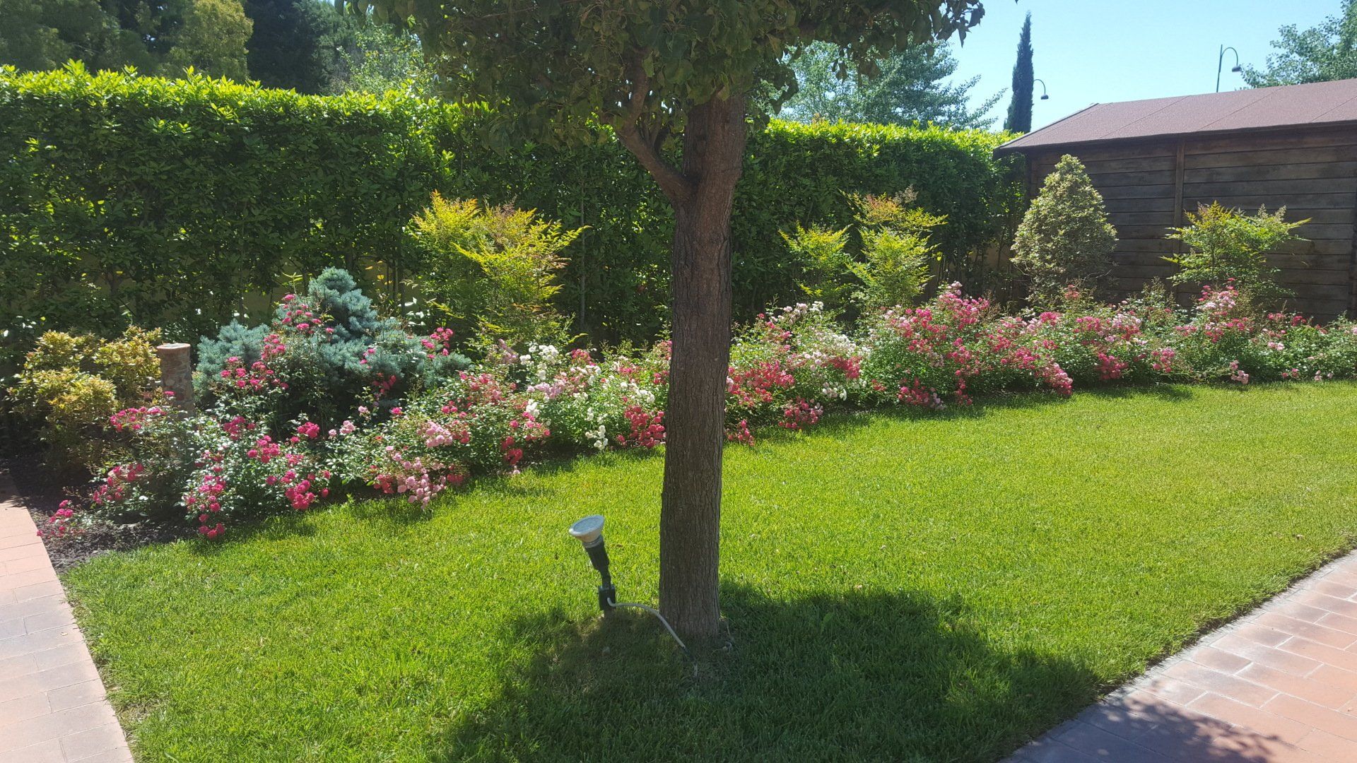albero rigoglioso in giardino