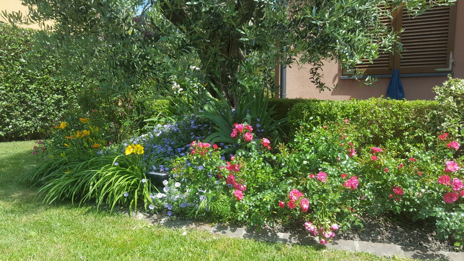 piante fiorite e albero rigoglioso