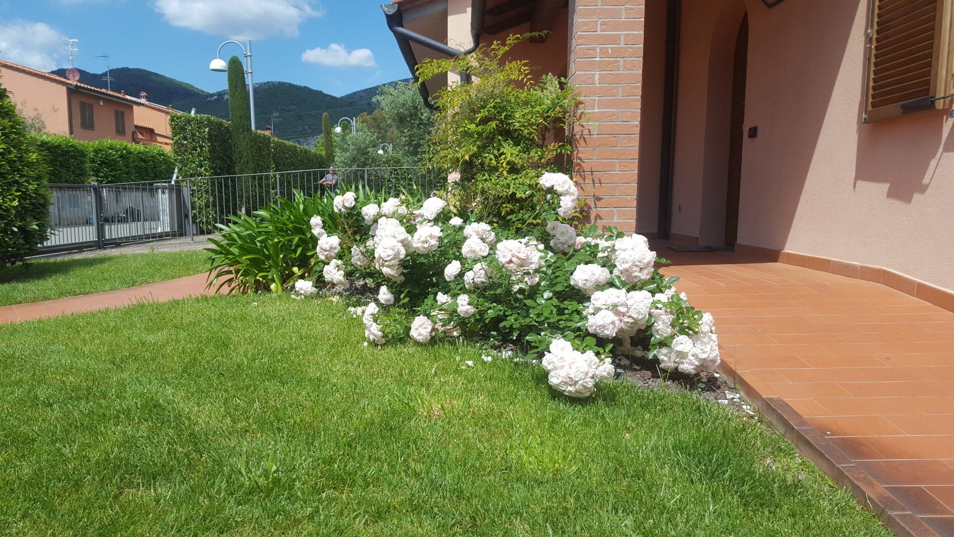 pianta con fiori bianchi in una aiuola