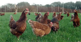 local egg producer - Romsey, Hampshire - Claytons Eggs - local egg producer - Romsey, Hampshire - Claytons Eggs -