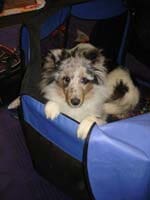 White Dog - Dog obedience training in Lakewood, CO