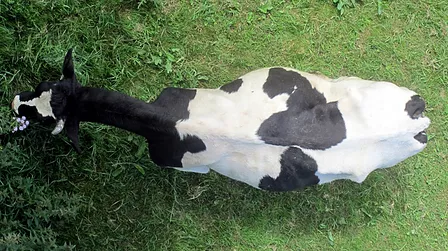 3D Cow Monitoring