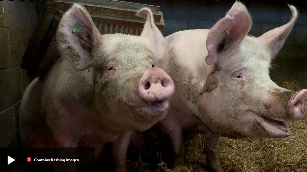 BBC-Pigs-CMV