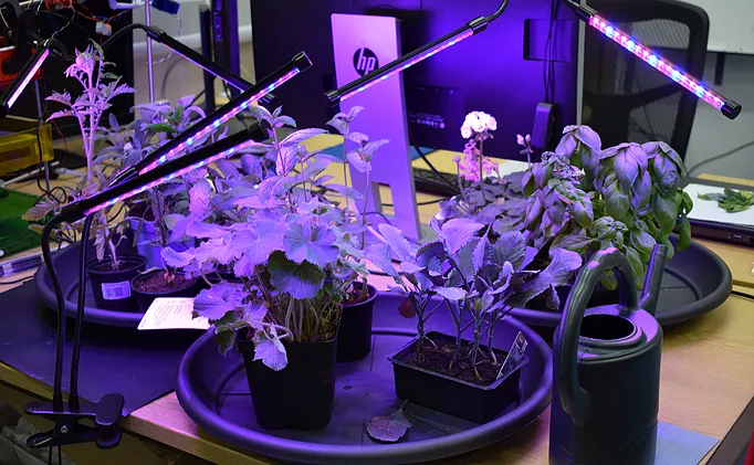 Imaging Plants