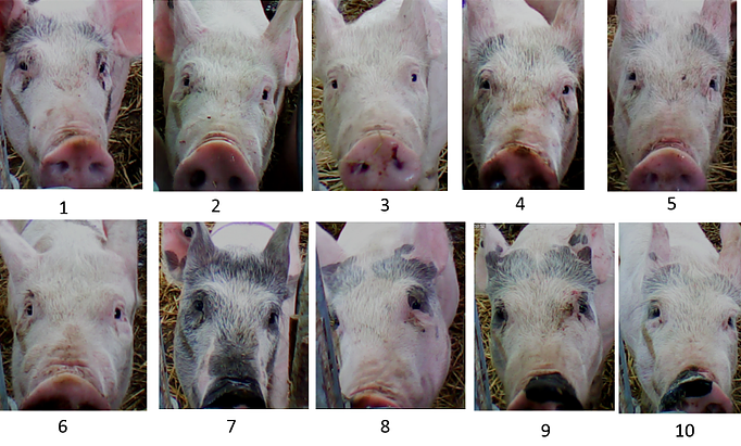 Pig Face