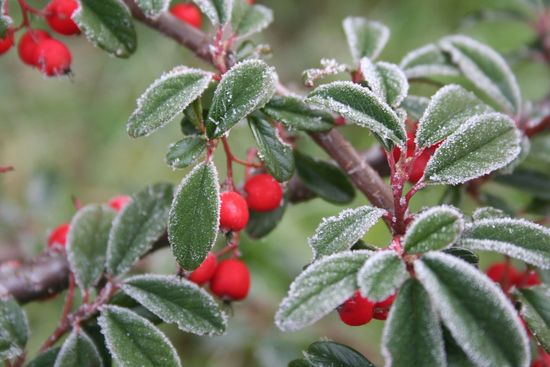 Cotoneaster