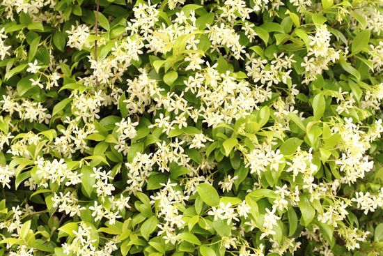 Rincospermum