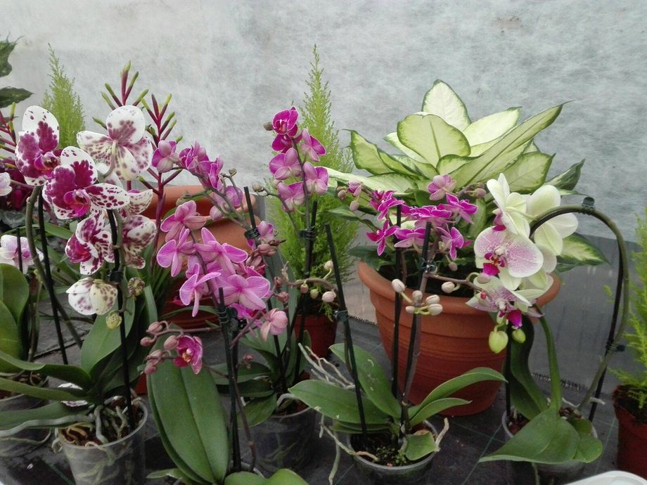 Fiori in vaso
