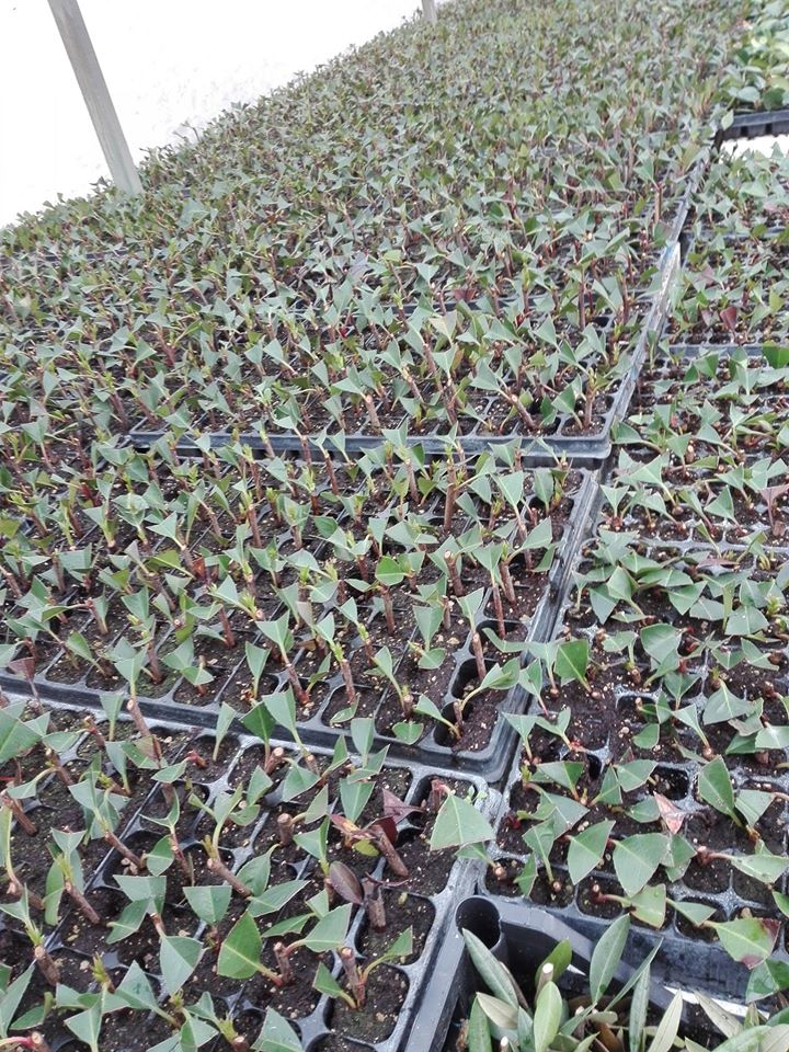 Produzione Talee