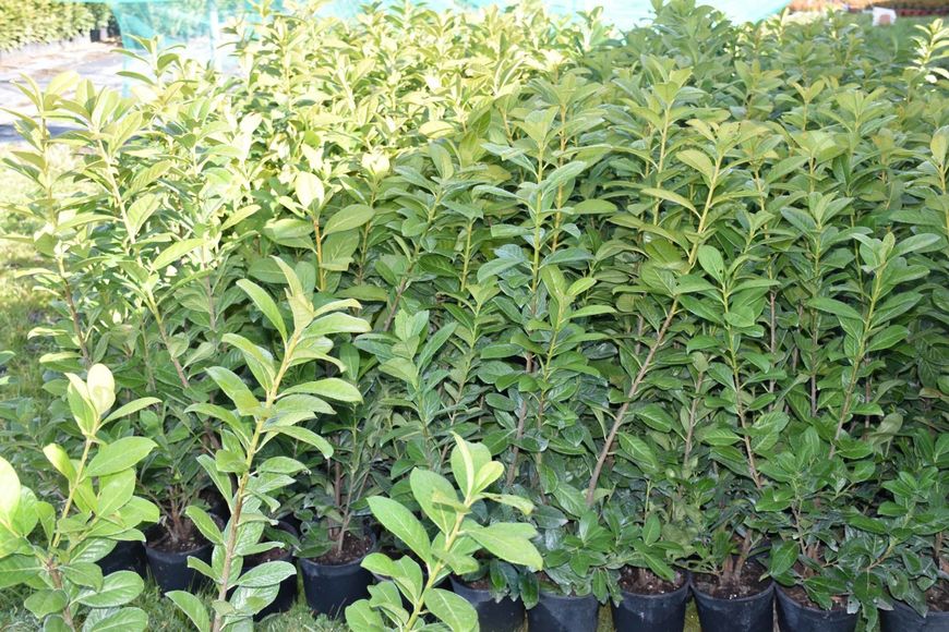 Prunus laurocerasus