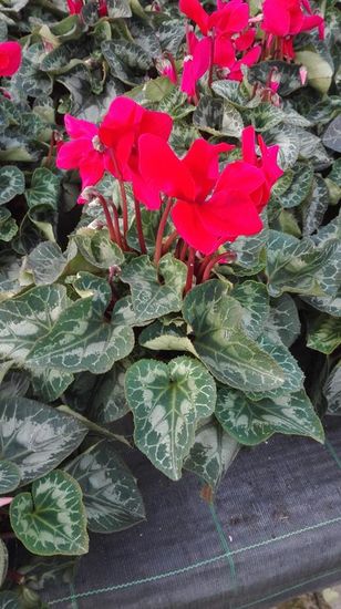 Pianta con fiori