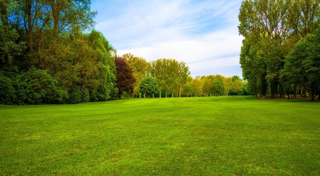 Prato verde