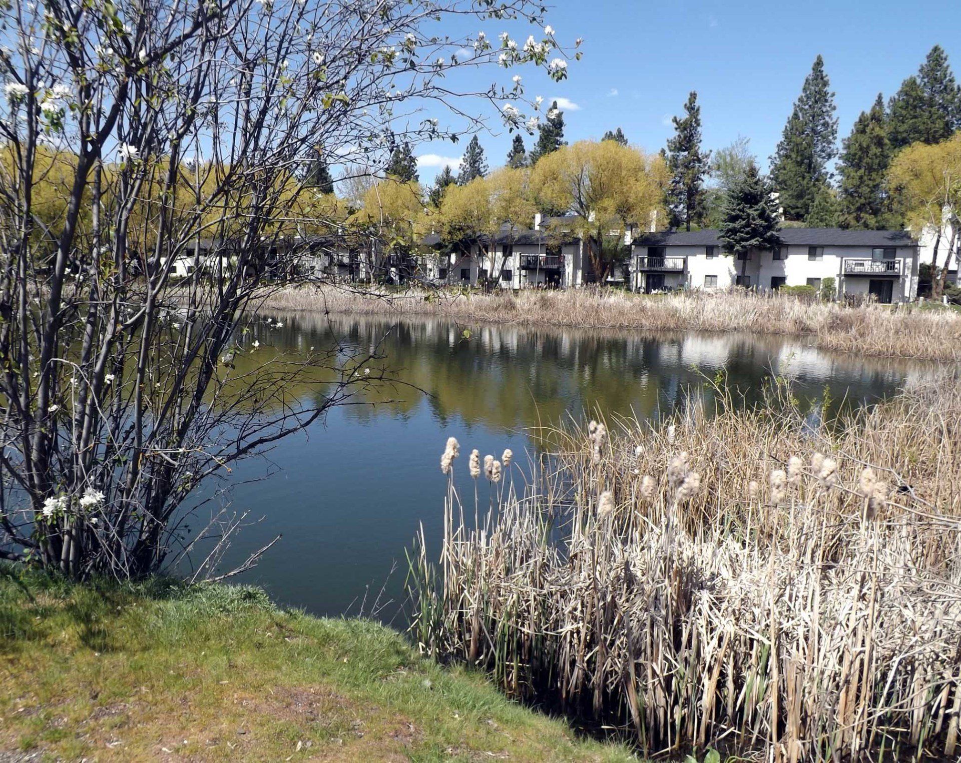 Rockcliffe Apartments
