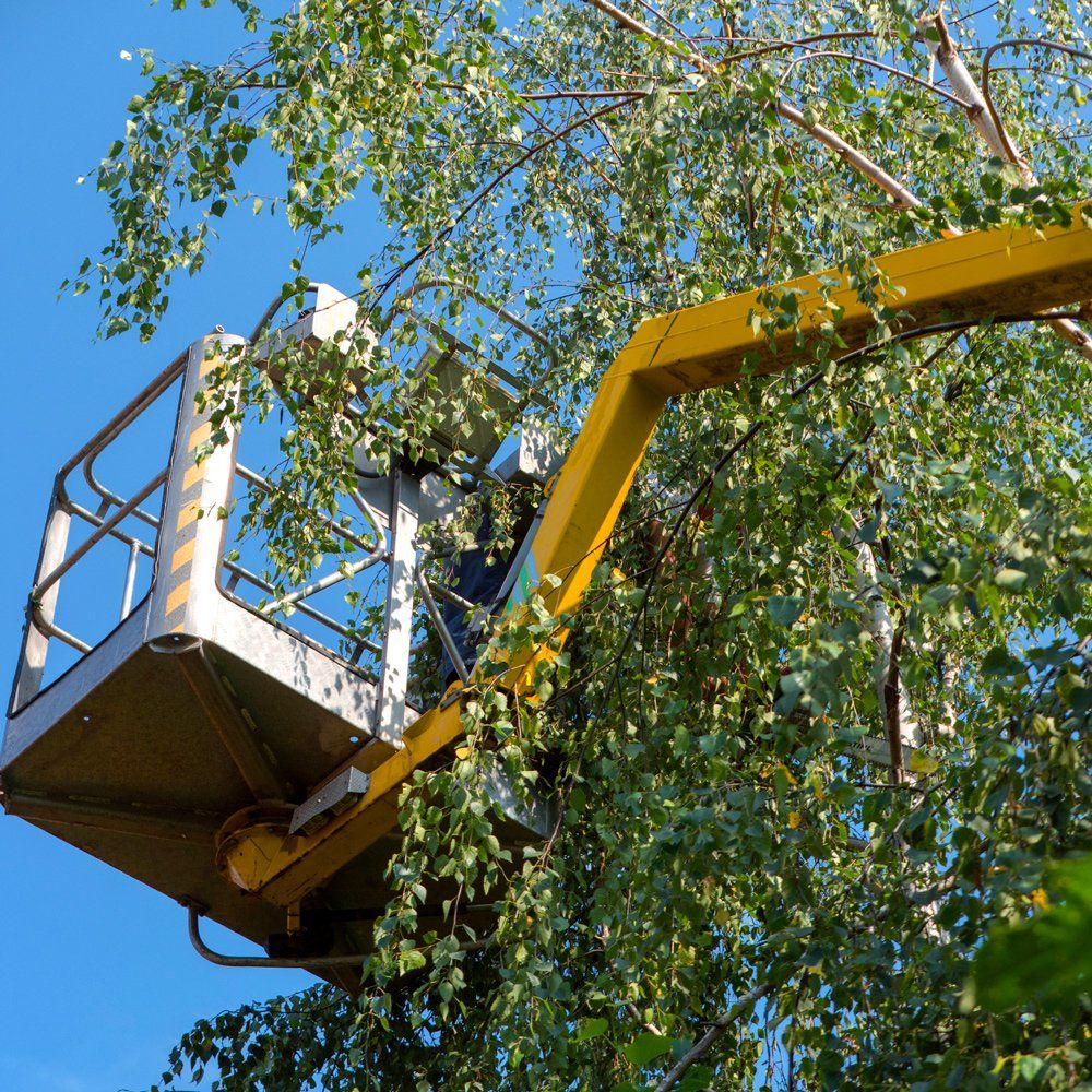 Tree Service — Yuba City, CA — Twin Cities Tree Service