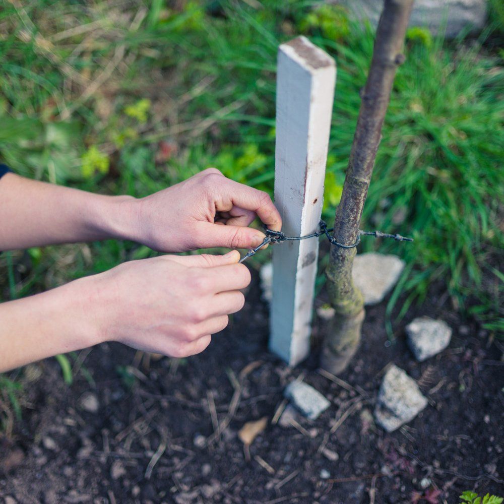 Tree Support — Yuba City, CA — Twin Cities Tree Service Tree Support — Yuba City, CA — Twin Cities Tree Service