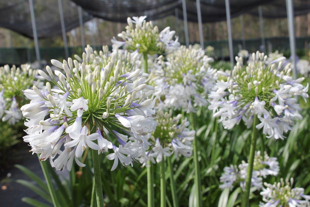 selecting agapanthus varieties