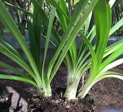 dividing agapanthus