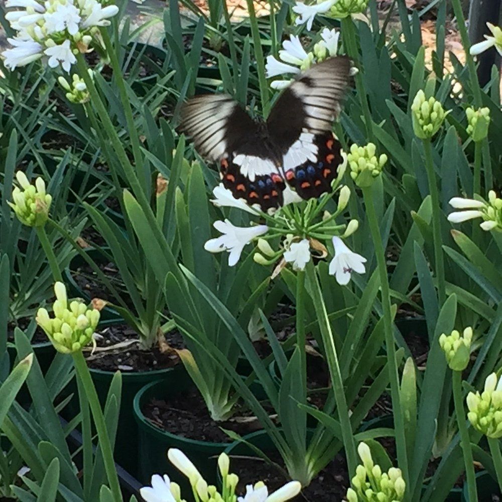 agapanthus garden