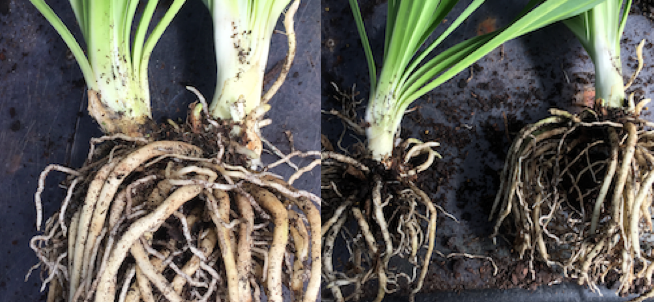 dividing agapanthus