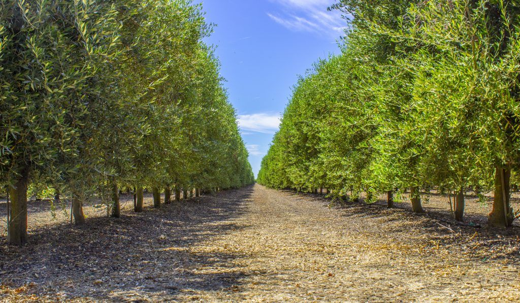 Orchard 69
