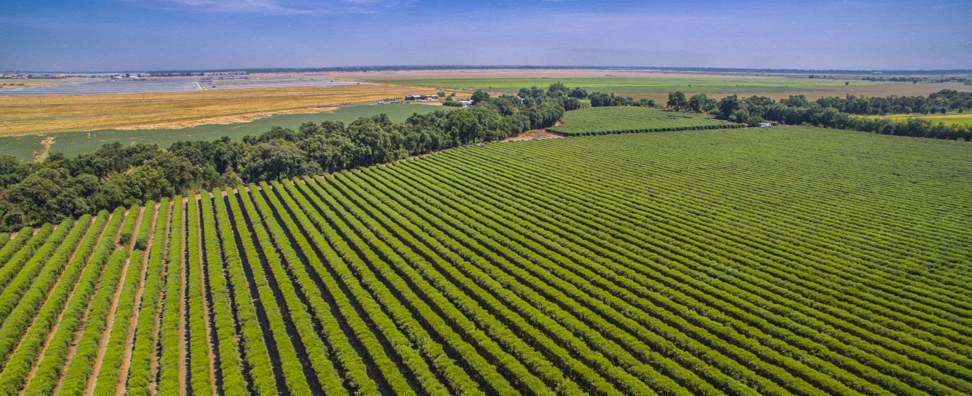 orchard 2
