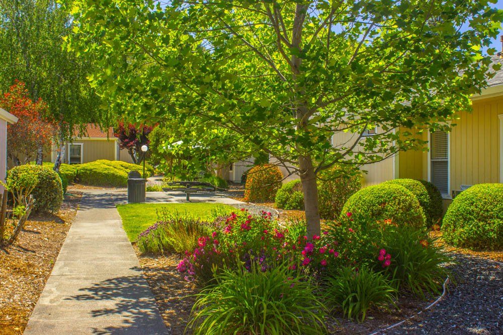 redwood meadows