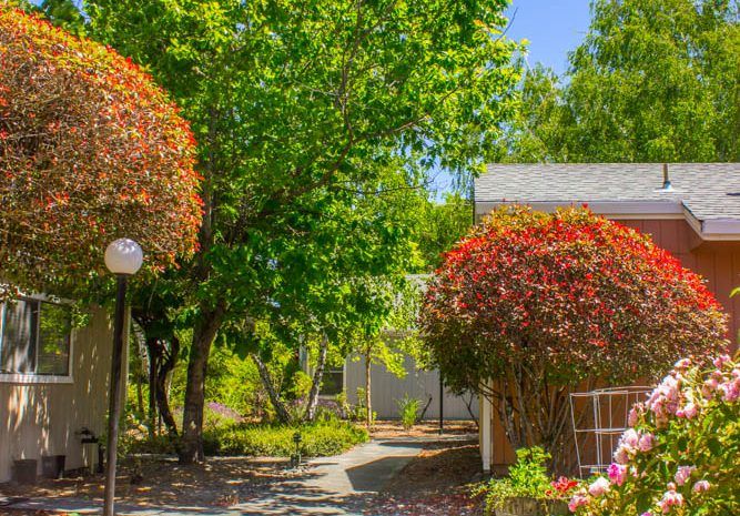 Redwood Meadows