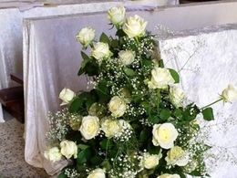 rose bianche rose bianche