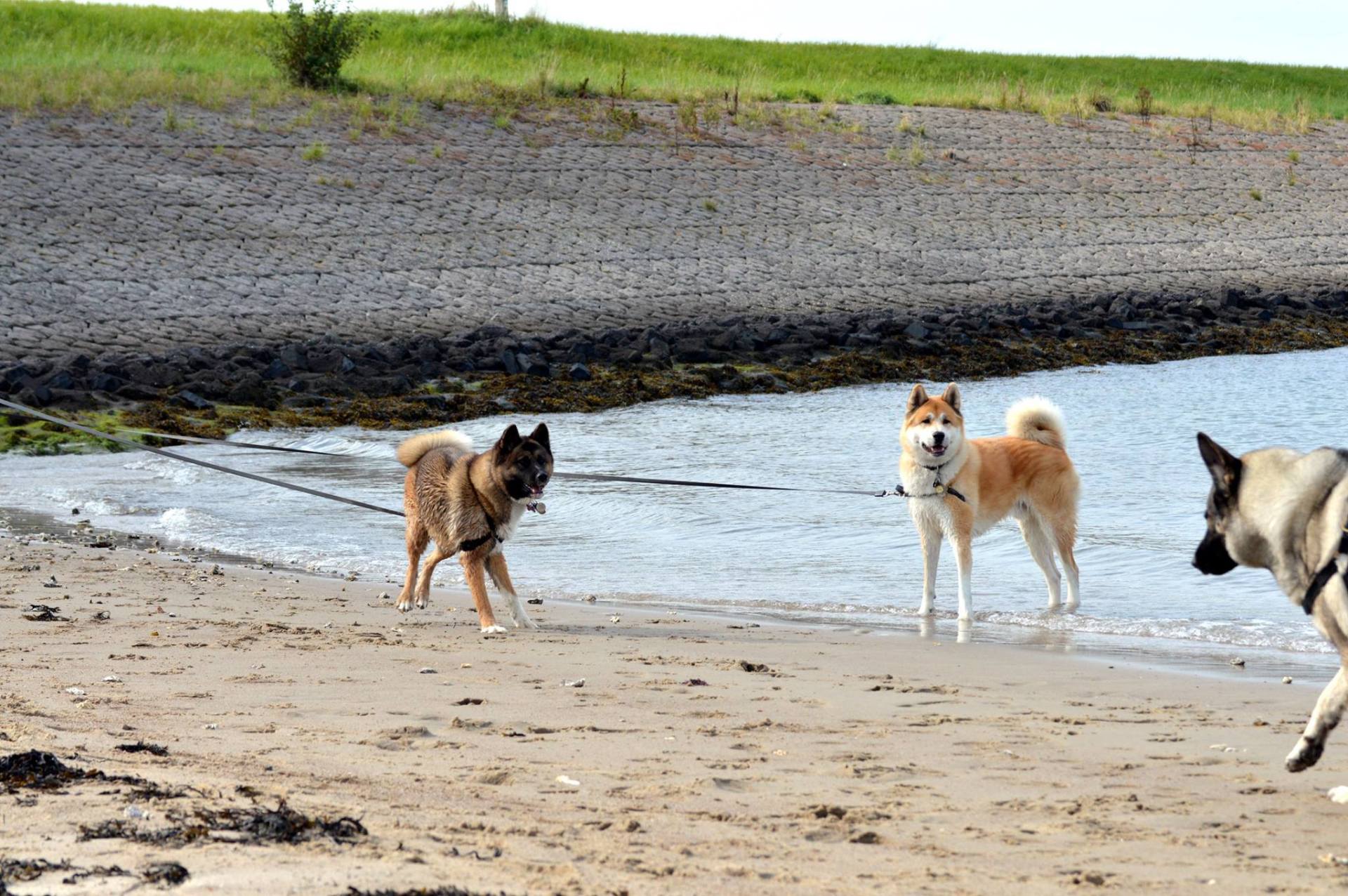Even ravotten aan het strand. Akitadag Akita Spiegel van de Ziel Colijnsplaat Akita energetica Irma Bolijn TREC Events