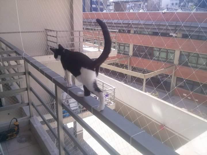 Gato preto e branco caminhando ao longo da grade de uma varanda ao lado de uma rede de segurança.