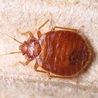 Bed Bug