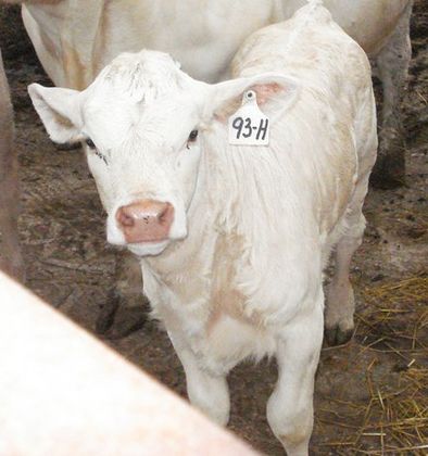 Cattle