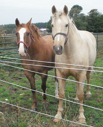 horses